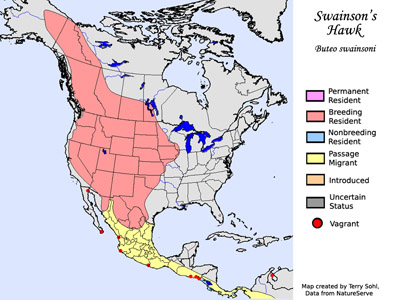 Swainson's Hawk - Range Map
