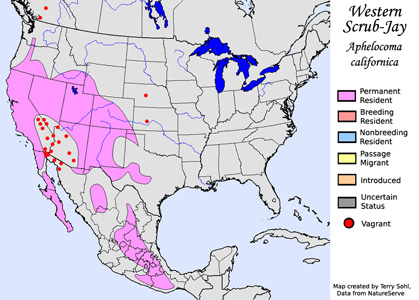 Western Scrub-Jay  - Range Map