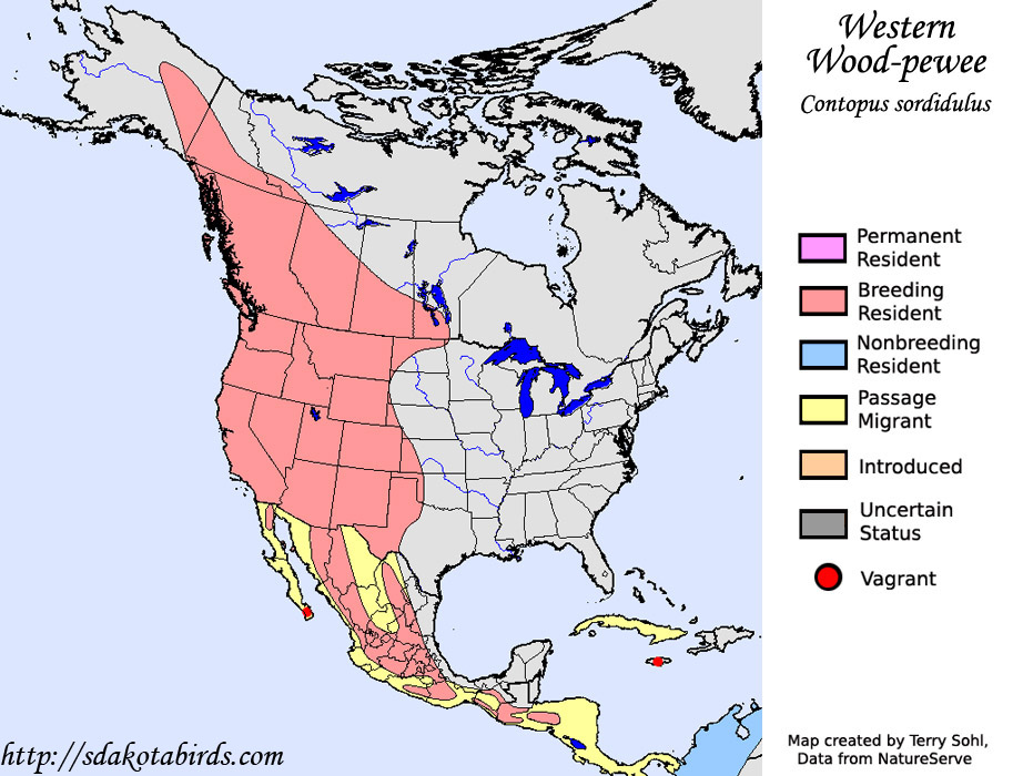 Western Wood-pewee - Contopus sordidulus - Range Map
