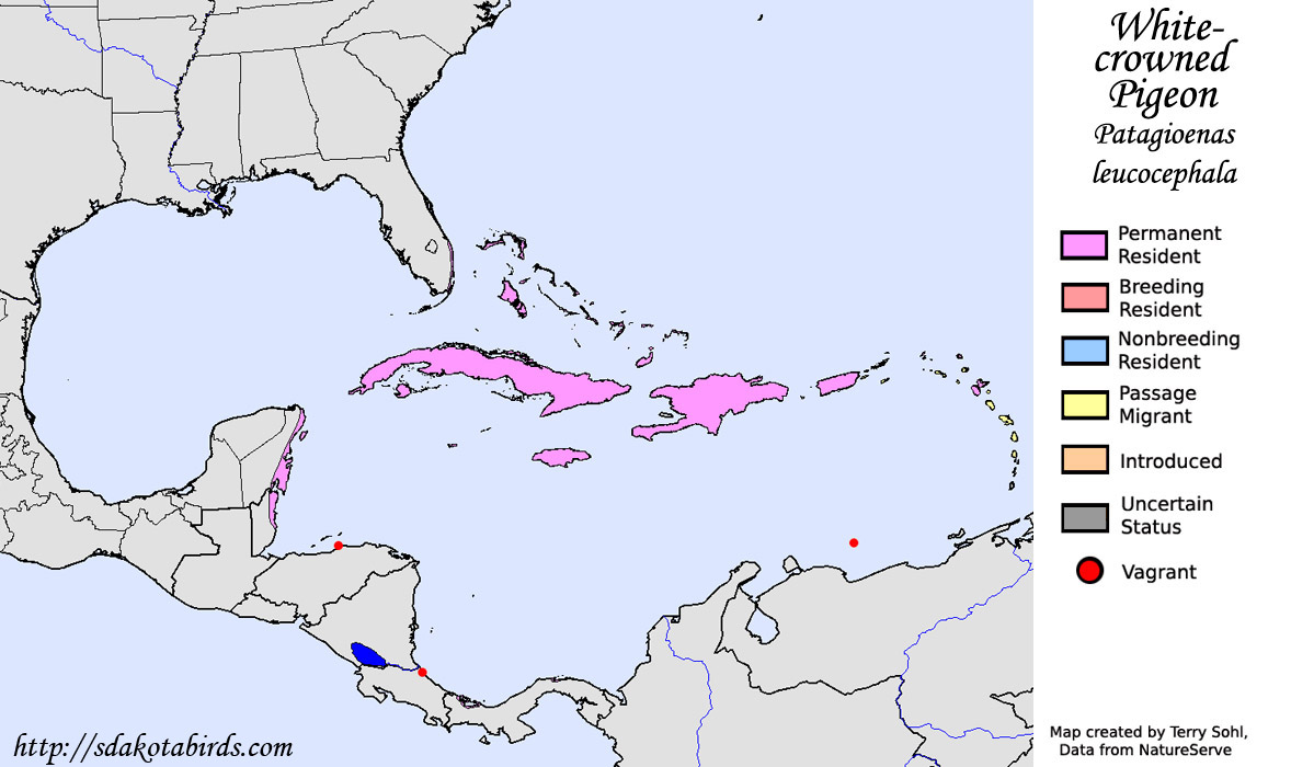 White-crowned Pigeon - North American Range Map
