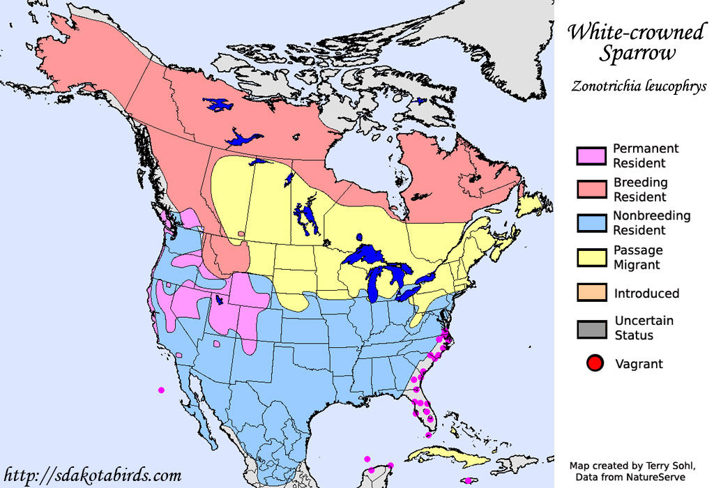 White-crowned Sparrow - North American Range Map