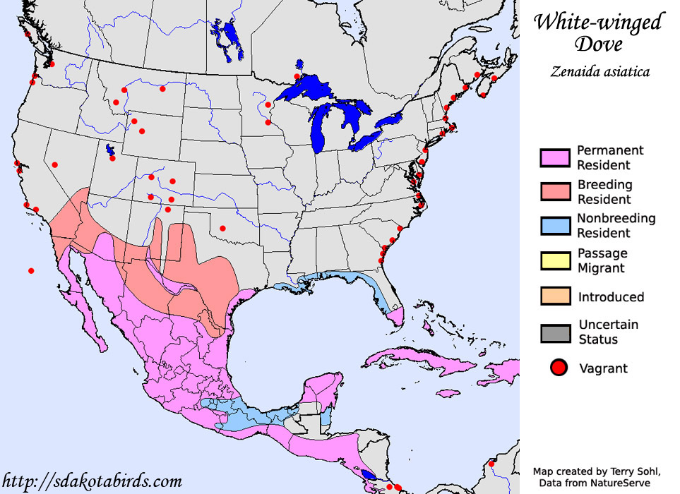 White-winged Dove - Range Map