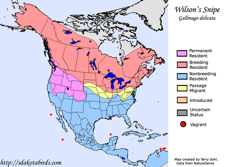 Wilson's Snipe - Range Map