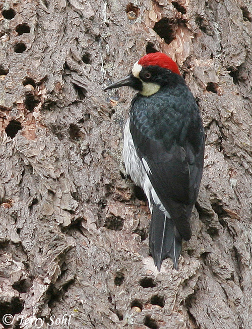 Acorn Woodpecker on a granary tree