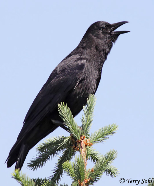 American Crow perched in profile