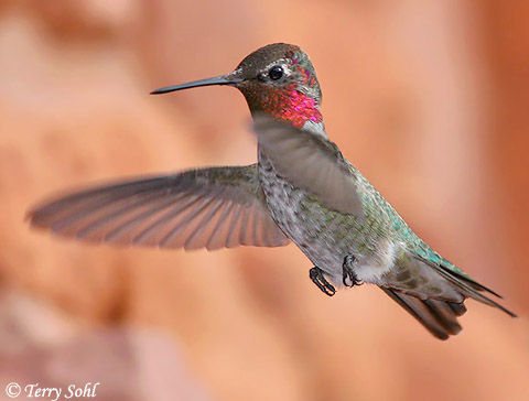 Anna's Hummingbird - Calypte anna