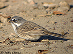 Bell's Sparrow - Artemisiospiza belli