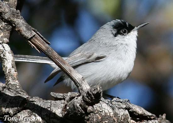 Black-capped Gnatcatcher - Polioptila nigriceps