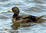 Black Scoter - Melanitta americana