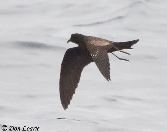 Black Storm-Petrel - Oceanodroma melania