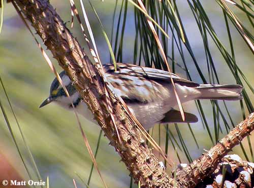 Black-throated Gray Warbler - Setophaga nigrescens