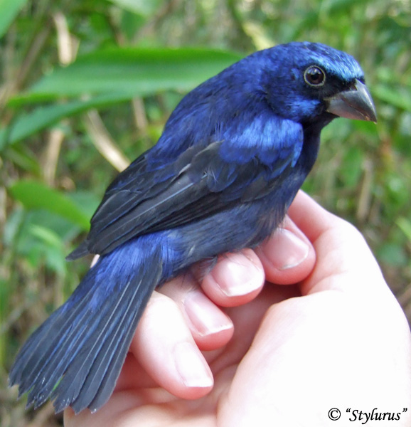 Blue Bunting - Cyanocompsa parellina