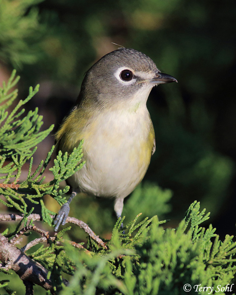 Blue-headed Vireo - Vireo solitarius
