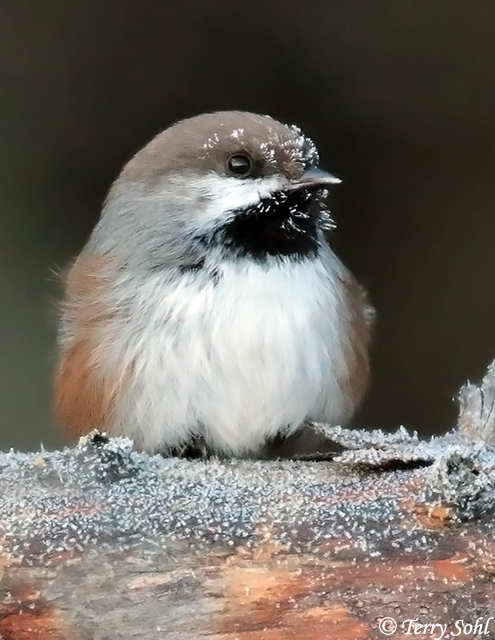 Boreal Chickadee - Poecile hudsonicus