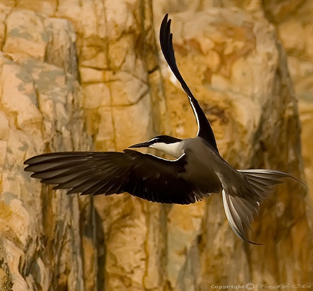Bridled Tern - Onychoprion anaethetus