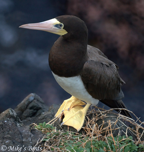 Brown Booby - Sula leucogaster
