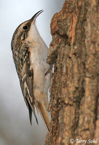 Brown Creeper - Certhia americana