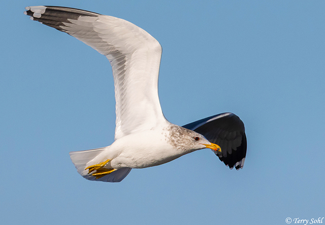 California Gull - Larus californicus