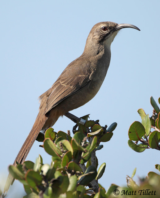 California Thrasher - Toxostoma redivivum