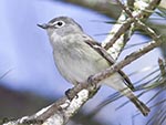 Cassin's Vireo - Vireo cassinii