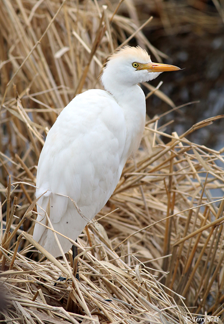 Cattle Egret - Bubulcus ibis