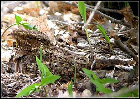 Chuck-Will's-Widow - Antrostomus carolinensis