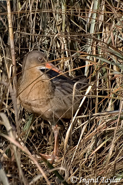 Clapper Rail - Rallus longirostris