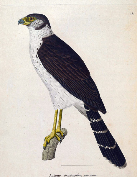 Collared Forest-falcon - Micrastur semitorquatus