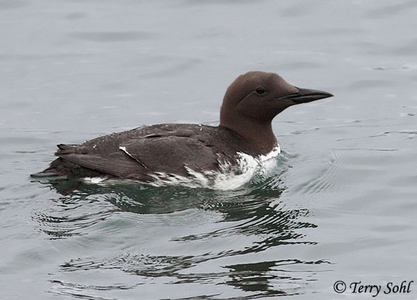 Common Murre - Uria aalge