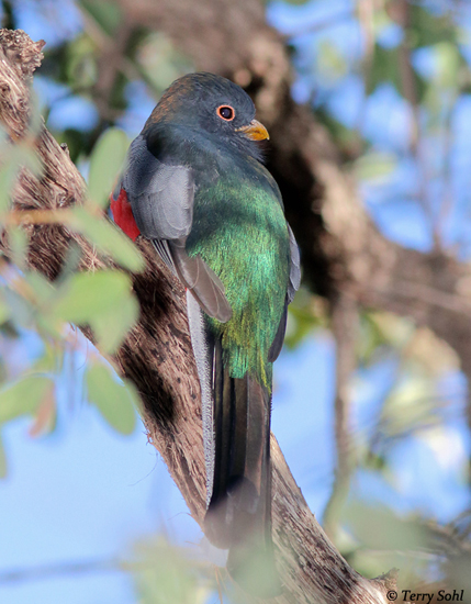 Coppery-tailed Trogon - Trogon ambiguus