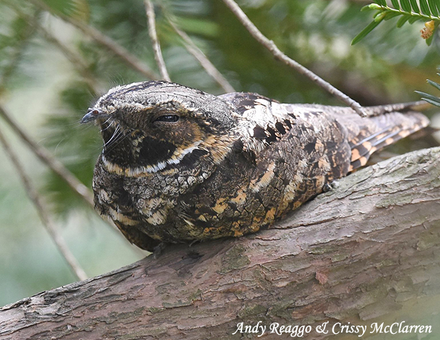 Eastern Whip-poor-will - Antrostomus vociferus