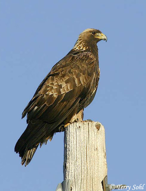 Golden Eagle - Aquila chrysaetos