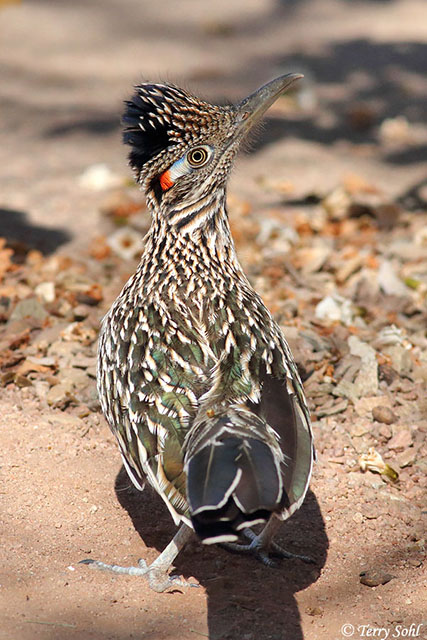 Greater Roadrunner - Geococcyx californianus