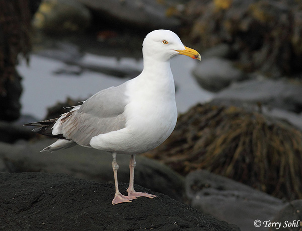 Herring Gull - Larus argentatus