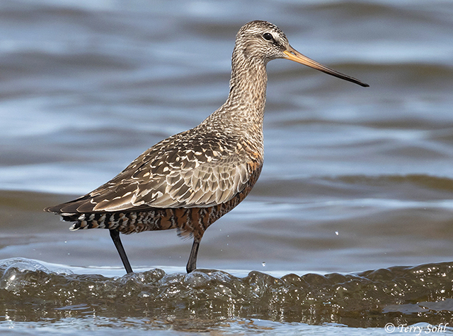 Hudsonian Godwit - Limosa haemastica