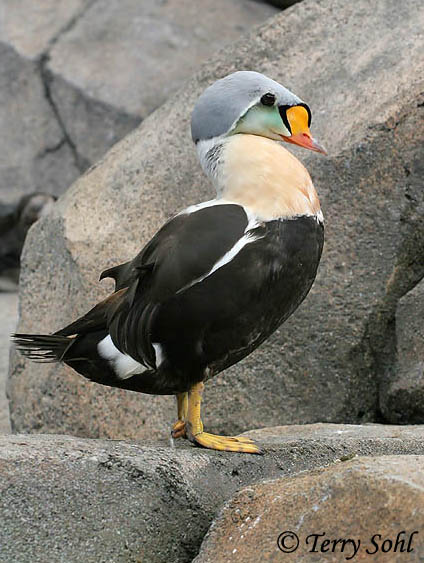 King Eider - Somateria spectabilis