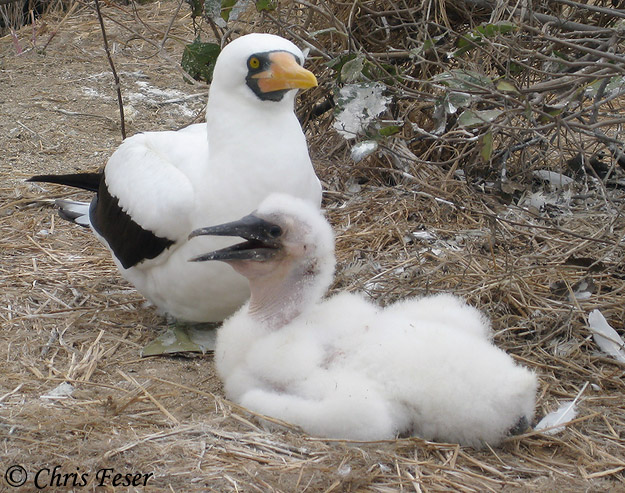 Masked Booby - Sula dactylatra