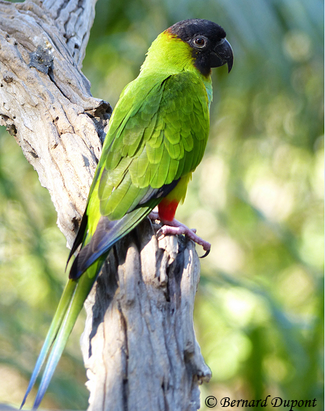 Nanday Parakeet - Aratinga  nenday