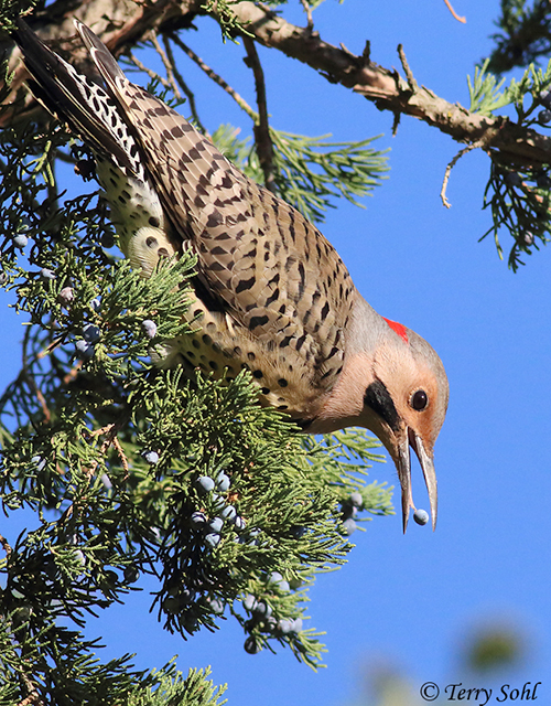 Northern Flicker - Colaptes auratus