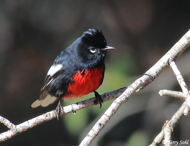 Painted Redstart - Myioborus pictus