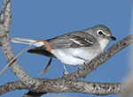 Plumbeous Vireo - Vireo plumbeus