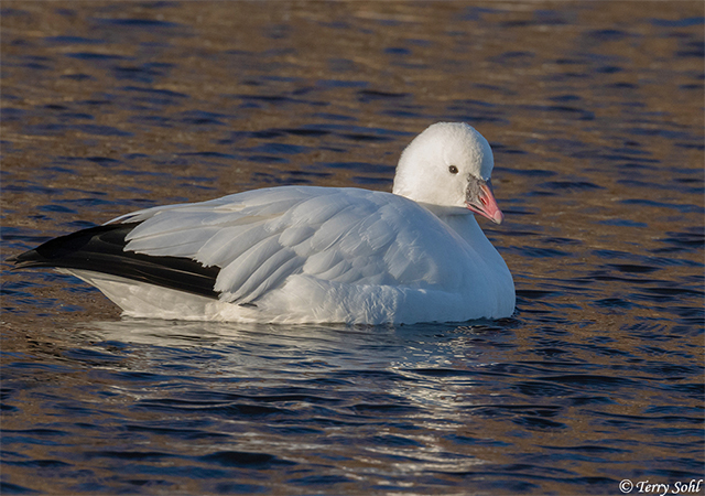 Ross's Goose - Anser rossii