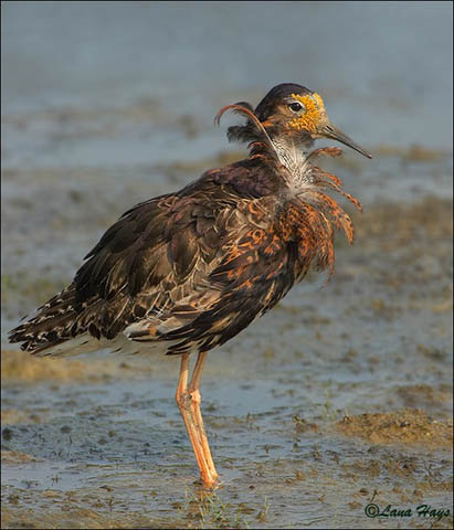 Ruff - Calidris pugnax