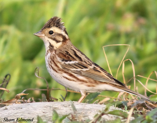 Rustic Bunting - Emberiza rustica
