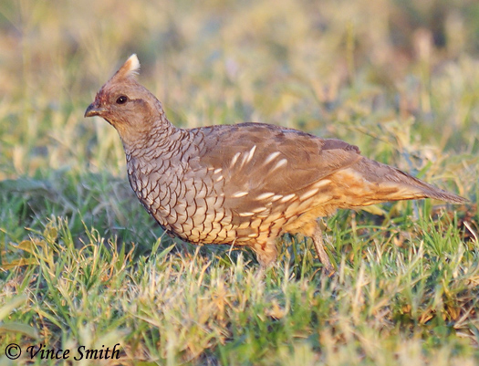 Scaled Quail - Callipepla squamata