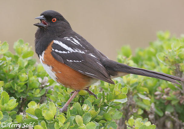 Spotted Towhee - Pipilo maculatus