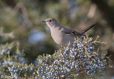 Townsend's Solitaire - Myadestes townsendi