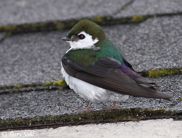 Violet-green Swallow - Tachycineta thalassina