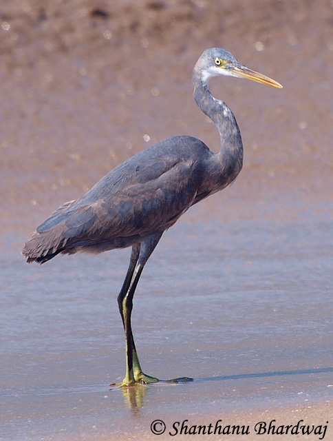 Western Reef-Heron - Egretta gularis