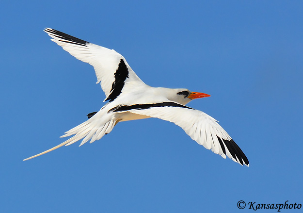 White-tailed Tropicbird - Phaethon lepturus